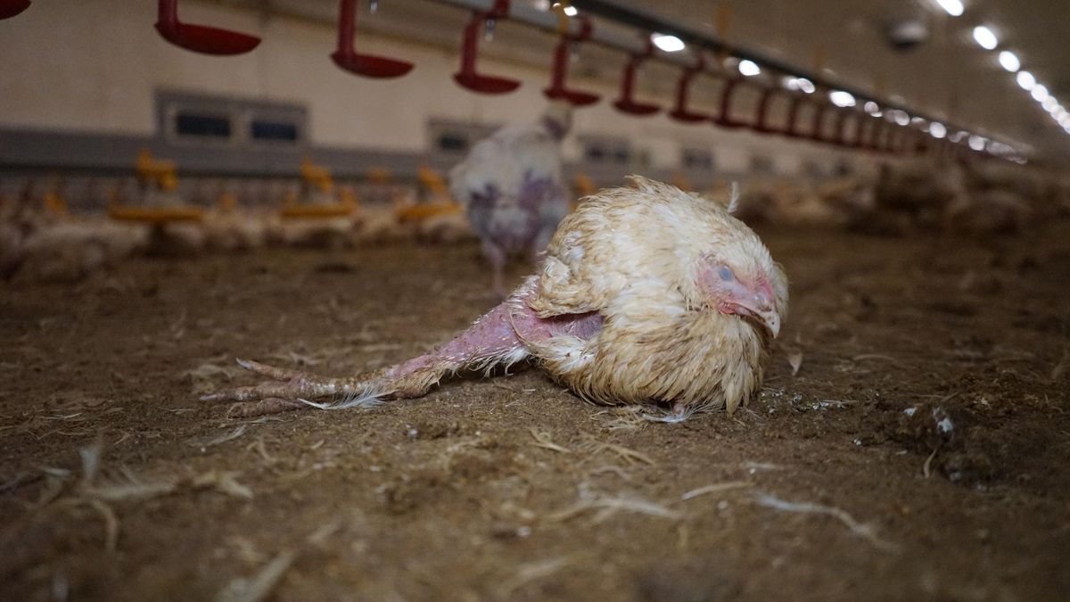 Boj o kuřata. Video z velkochovu spustilo debatu o podmínkách života zvířat